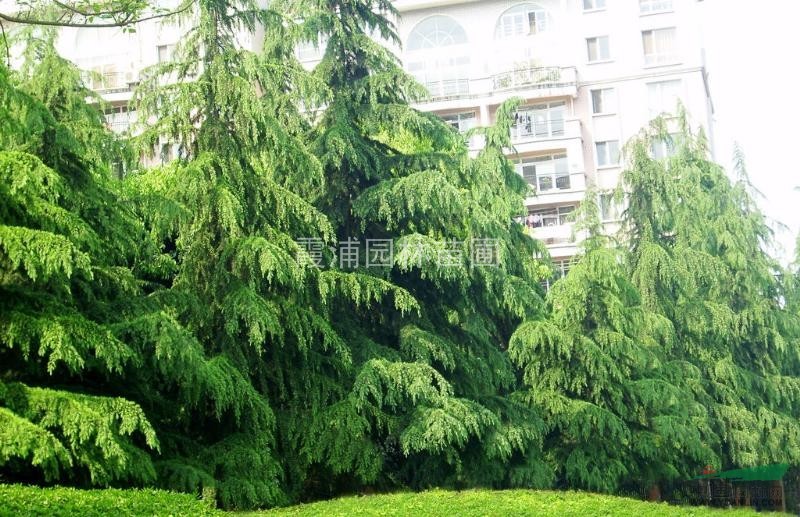 最新雪松小苗價格資訊 雪松價格由南京湯泉苗圃基地銷售中心提供