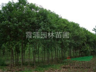 大型冬青樹基地供應(yīng)10-15公分大葉女貞價格 優(yōu)質(zhì)冬青樹價格