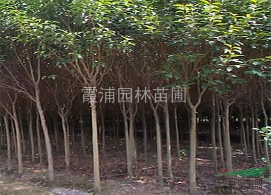 驚爆！江蘇哪里冬青樹價格最便宜？大葉女貞價格低樹形好 