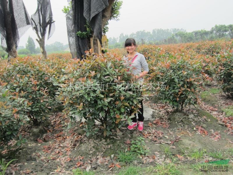 大量批發(fā)庭院綠化苗木 紅葉石楠小苗 純正紅羅賓 紅葉石楠苗 