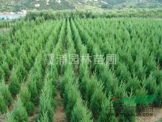 最新蜀檜價格資訊 蜀檜小苗價格 南京湯泉苗圃基地銷售中心