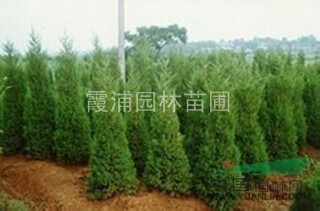 0.5米蜀檜小苗價格 最新蜀檜價格走勢怎樣？優(yōu)質蜀檜小苗價格