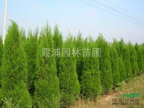 0.5米蜀檜小苗價格 最新蜀檜價格走勢怎樣？優(yōu)質蜀檜小苗價格