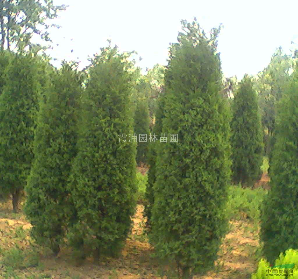 塔柏價格 蜀檜小苗價格 2013優(yōu)質(zhì)蜀檜價格 量大歡迎洽談