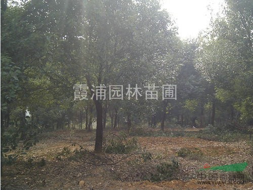 南京香樟樹產(chǎn)地香樟樹苗價格 優(yōu)質(zhì)香樟價格市場報價最低 