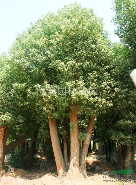 南京香樟樹產(chǎn)地香樟樹苗價格 優(yōu)質(zhì)香樟價格市場報價最低 