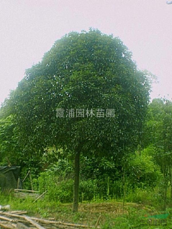 推薦江蘇香樟基地供應(yīng)南京香樟價格 6公分香樟價格 香樟樹價格