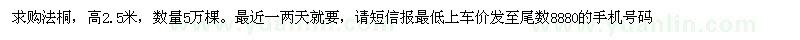 求購高2.5米法桐