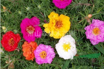 美女櫻、太陽(yáng)花、波斯菊 草花 時(shí)花