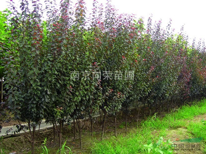 江蘇南京苗圃培育基地常年供應(yīng) 紅葉李價(jià)格 雪松價(jià)格 香樟價(jià)格