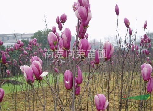 江蘇南京紅玉蘭價格 湯泉春季玉蘭價格 玉蘭小苗價格行情動態(tài)