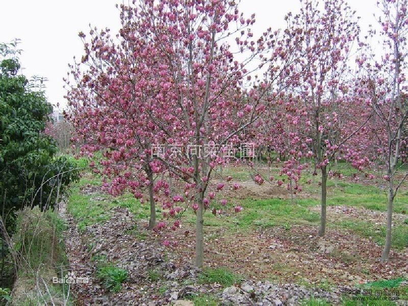 江蘇南京紅玉蘭價格 湯泉春季玉蘭價格 玉蘭小苗價格行情動態(tài)