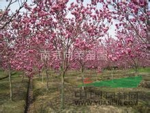 2013春季玉蘭價(jià)格 南京紅玉蘭價(jià)格 湯泉苗圃玉蘭小苗價(jià)格 