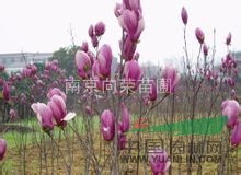 6公分紅玉蘭價(jià)格 南京玉蘭價(jià)格銷(xiāo)售行情 湯泉紅玉蘭小苗價(jià)格 