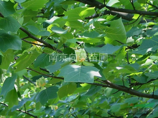 湯泉農(nóng)戶直銷馬褂木價格 馬褂木小苗價格 小馬褂木價格 樹形好
