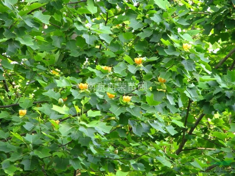 湯泉農(nóng)戶直銷馬褂木價格 馬褂木小苗價格 小馬褂木價格 樹形好