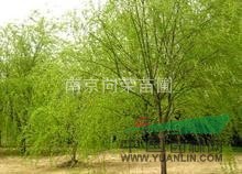 湯泉苗圃常年供應(yīng)垂柳價(jià)格 黃皮垂柳價(jià)格 金絲垂柳小苗價(jià)格