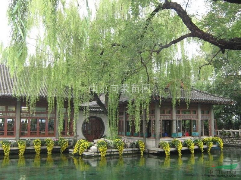 最新2013垂柳價(jià)格趨勢 南京黃皮垂柳價(jià)格動態(tài)（圖）