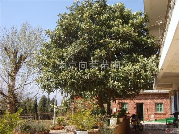 湯泉農(nóng)戶直銷廣玉蘭價格 10公分廣玉蘭價格報價低 樹形好