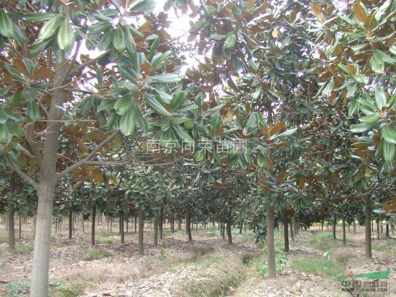 湯泉農(nóng)戶直銷廣玉蘭價格 10公分廣玉蘭價格報價低 樹形好