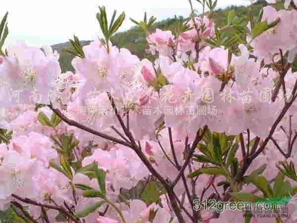 常綠花木價(jià)格、大葉黃楊價(jià)、小葉黃楊、豆辨黃楊、北海道黃楊價(jià)格