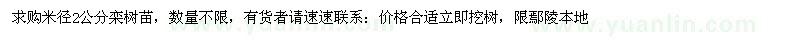 求購米徑2公分欒樹苗