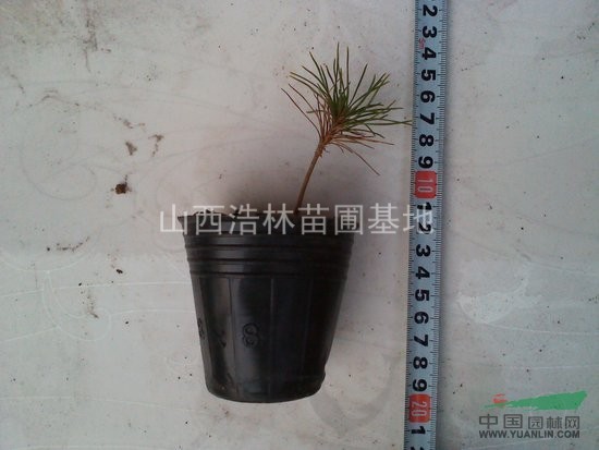 供應山西白皮松小苗，0.5-2.5米白皮
