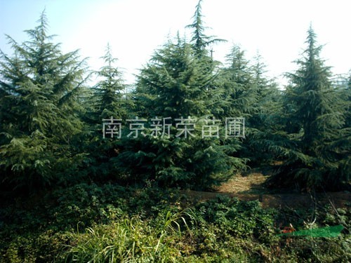 長期低價大量供應(yīng)江蘇安徽1—6米籽播雪松