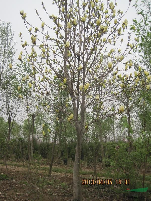 玉蘭 黃玉蘭 紅玉蘭 白玉蘭 廣玉蘭 紅黃白玉蘭 各種規(guī)格