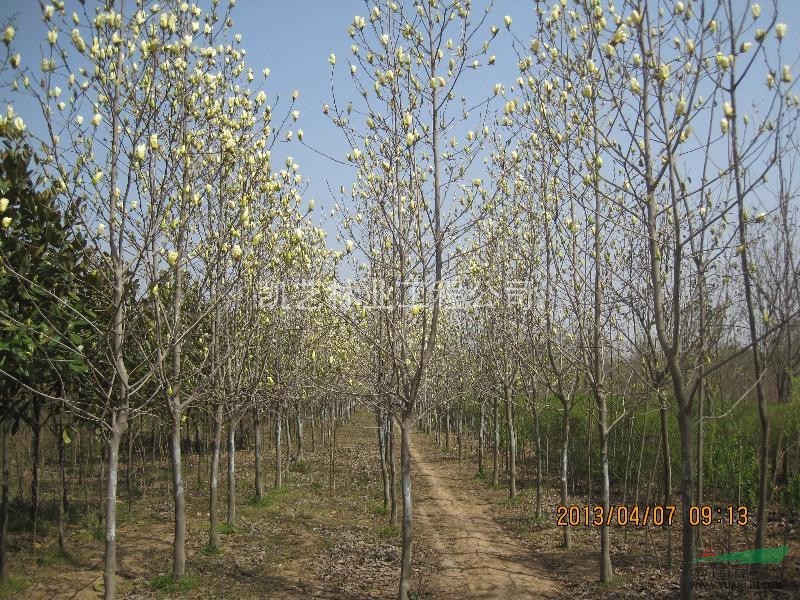 玉蘭 黃玉蘭 紅玉蘭 白玉蘭 廣玉蘭 紅黃白玉蘭 各種規(guī)格