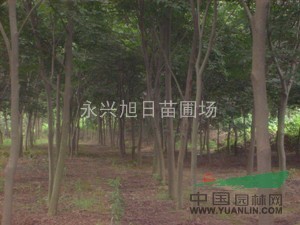 供應(yīng)1--12公分櫸樹，櫸樹價(jià)格，江蘇櫸樹，櫸樹批發(fā)