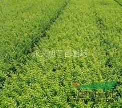 供應(yīng)1--12公分櫸樹，櫸樹價(jià)格，江蘇櫸樹，櫸樹批發(fā)