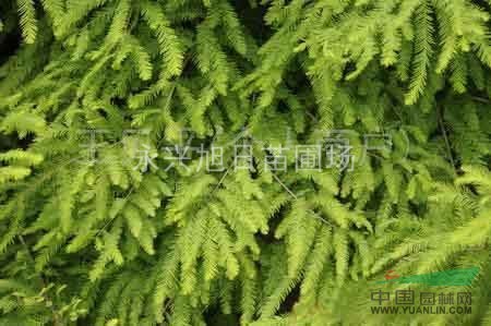 水杉，池杉，落羽杉，大量（1----13公分）和小苗供應(yīng)