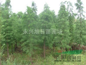 水杉，池杉，落羽杉，大量（1----13公分）和小苗供應(yīng)