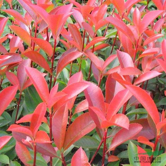 紅葉石楠種植技術(shù) 紅葉石楠價格趨勢