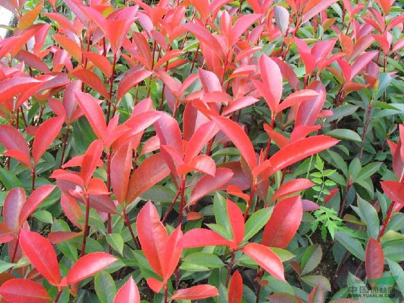 紅葉石楠種植技術(shù) 紅葉石楠價格趨勢