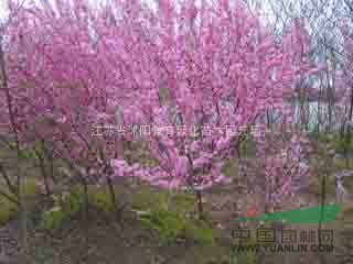江苏桂花销售价格 南京榆叶桃批发 广玉兰销售