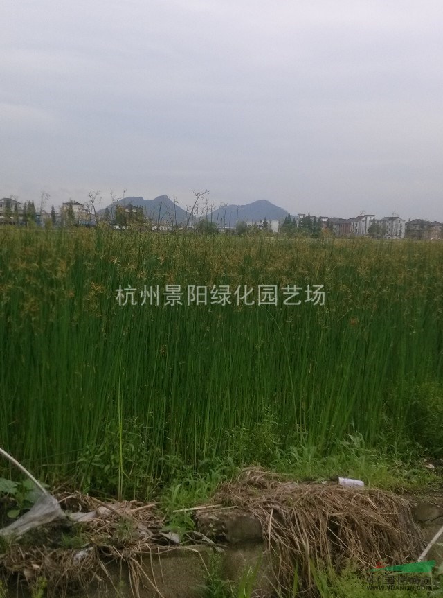 各種水生植物 水蔥 花葉水蔥、金線水蔥