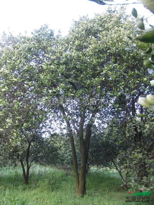 丛生实生胡柚树（1）
