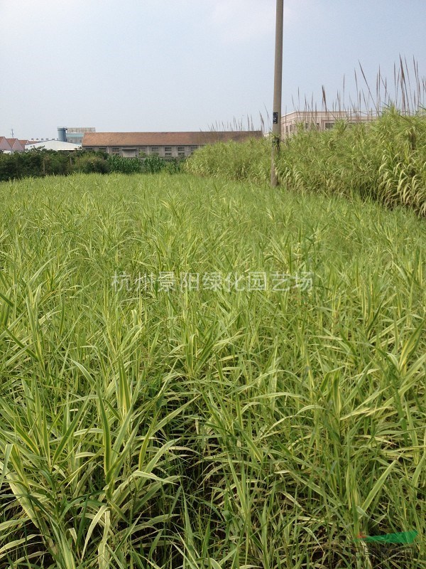 各種水生植物 蘆竹、花葉蘆竹、蘆葦、蘆荻