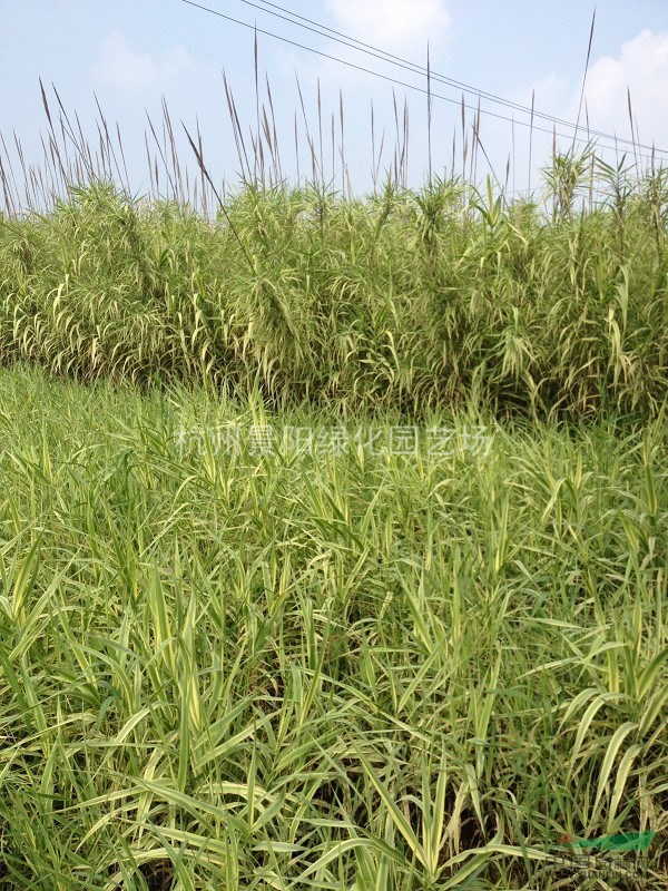 各種水生植物 蘆竹、花葉蘆竹、蘆葦、蘆荻