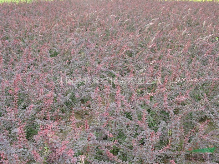 香樟、无患子、桂花、栾树、蜀桧、紫薇、广玉兰、合欢