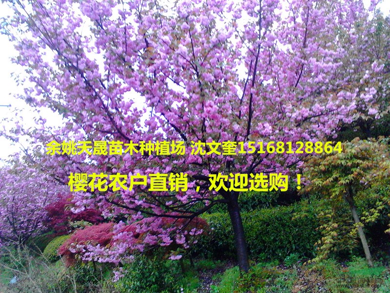 浙江櫻花