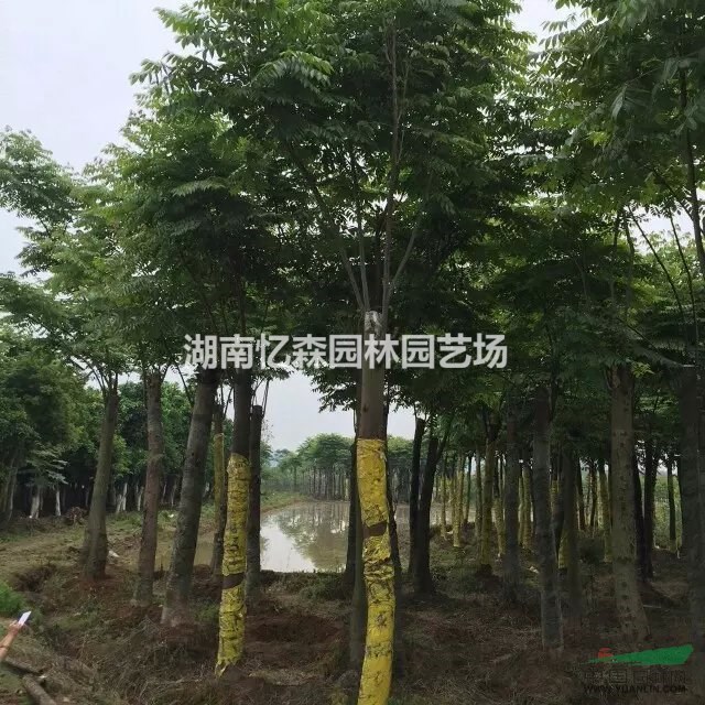 8-15cm移栽欒樹，移栽欒樹價格