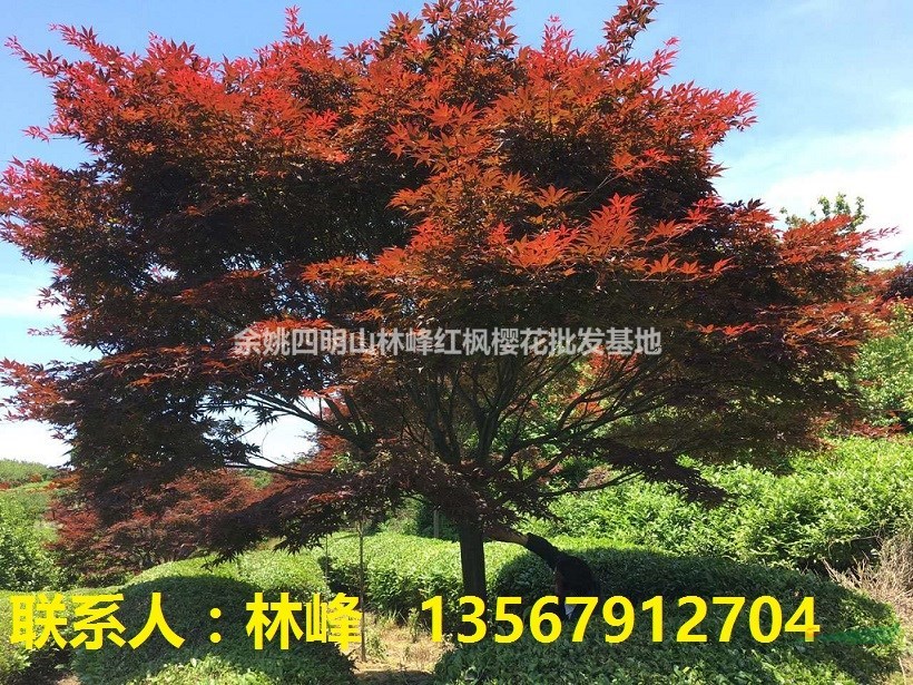 哪里的红枫质量最好/四明山红枫基地