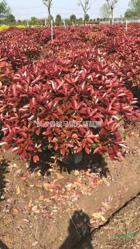 湖南紅葉石楠球 ，紅葉石楠小苗，高桿紅葉石楠