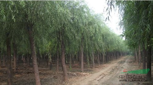 國槐價格 國槐市場行情供;3 -----8公分國槐樹苗