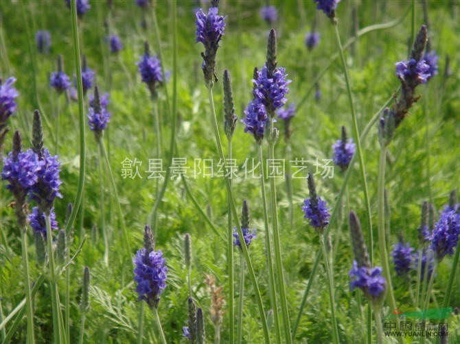 各種草花 美國薄荷、花葉薄荷、薰衣草、綿毛水蘇