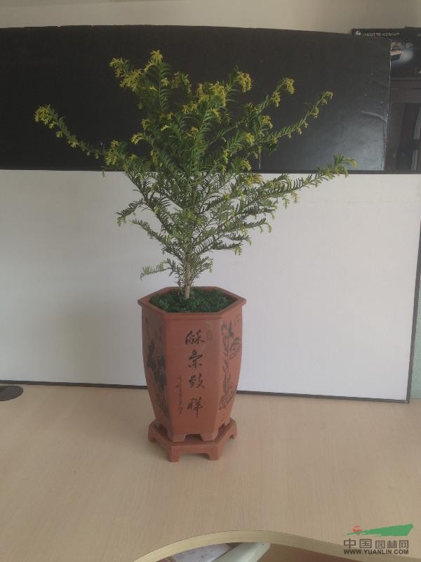 造型紅豆杉盆景