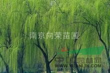 中小規(guī)格的垂柳價格 黃皮垂柳價格 最新金絲垂柳價格報價